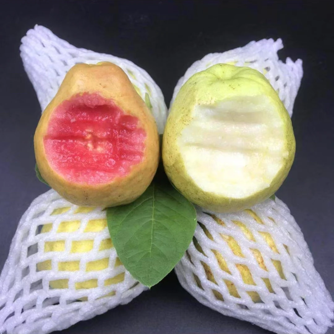 【果子硬脆口需要配合酸梅粒腌制】福建漳州平和 红心芭乐