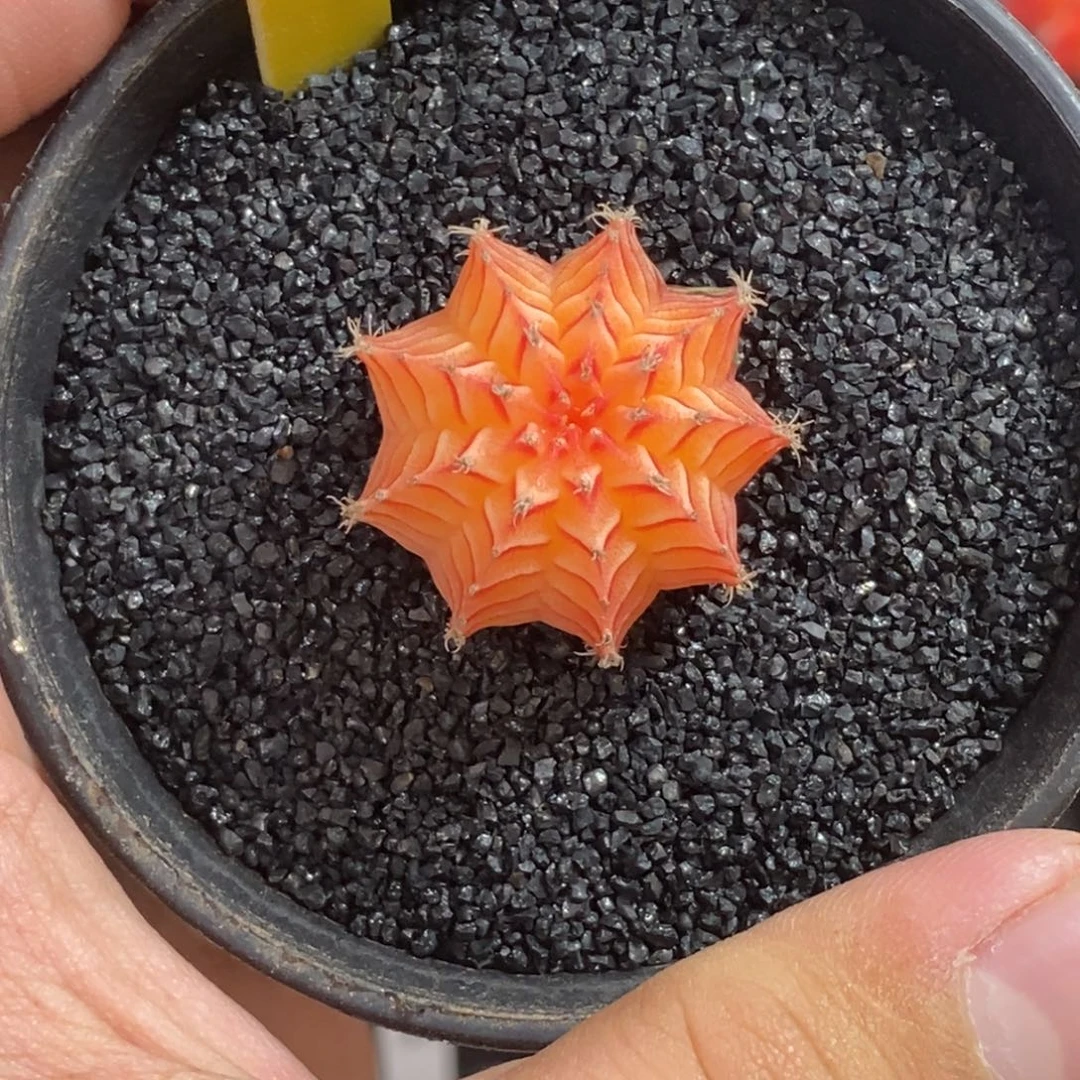 精品米哈—脱土发货19