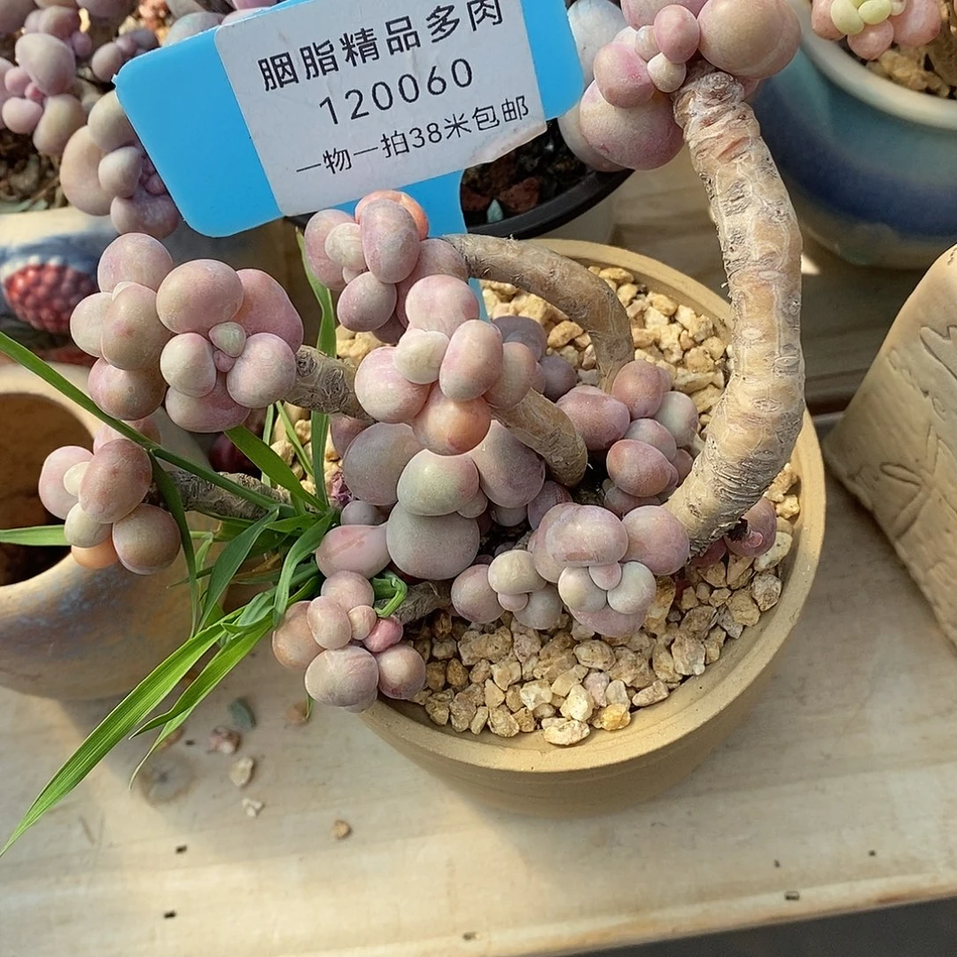 060UN图过咯哦我蜗牛