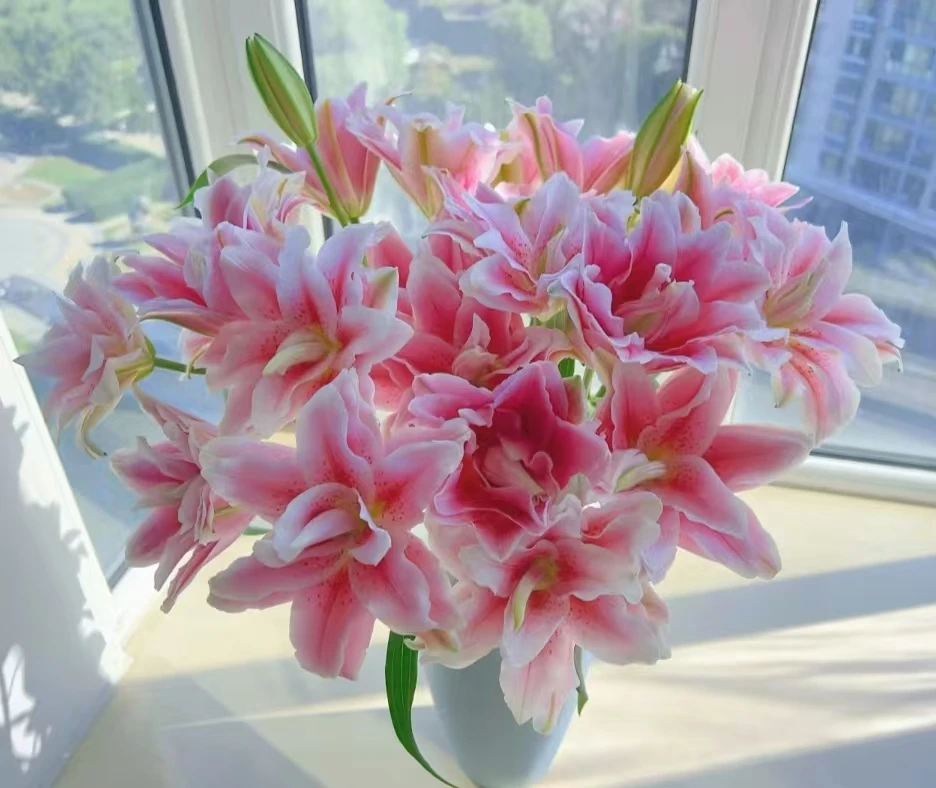 Z9西亚拉重瓣百合鲜花 3枝/5枝/10枝超大花苞 重瓣浓香粉色系鲜花