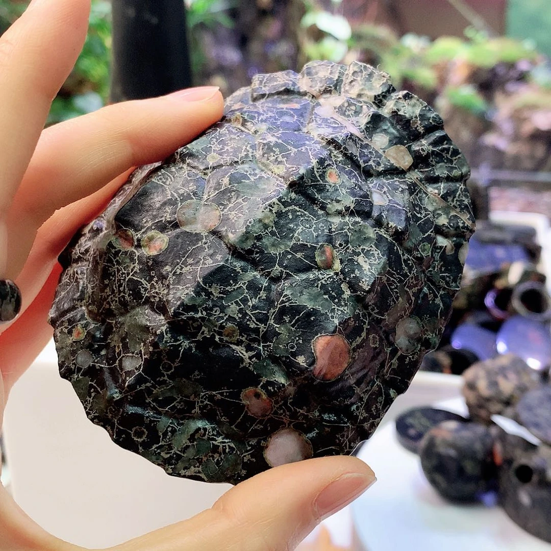 天然梅花玉 开播福利