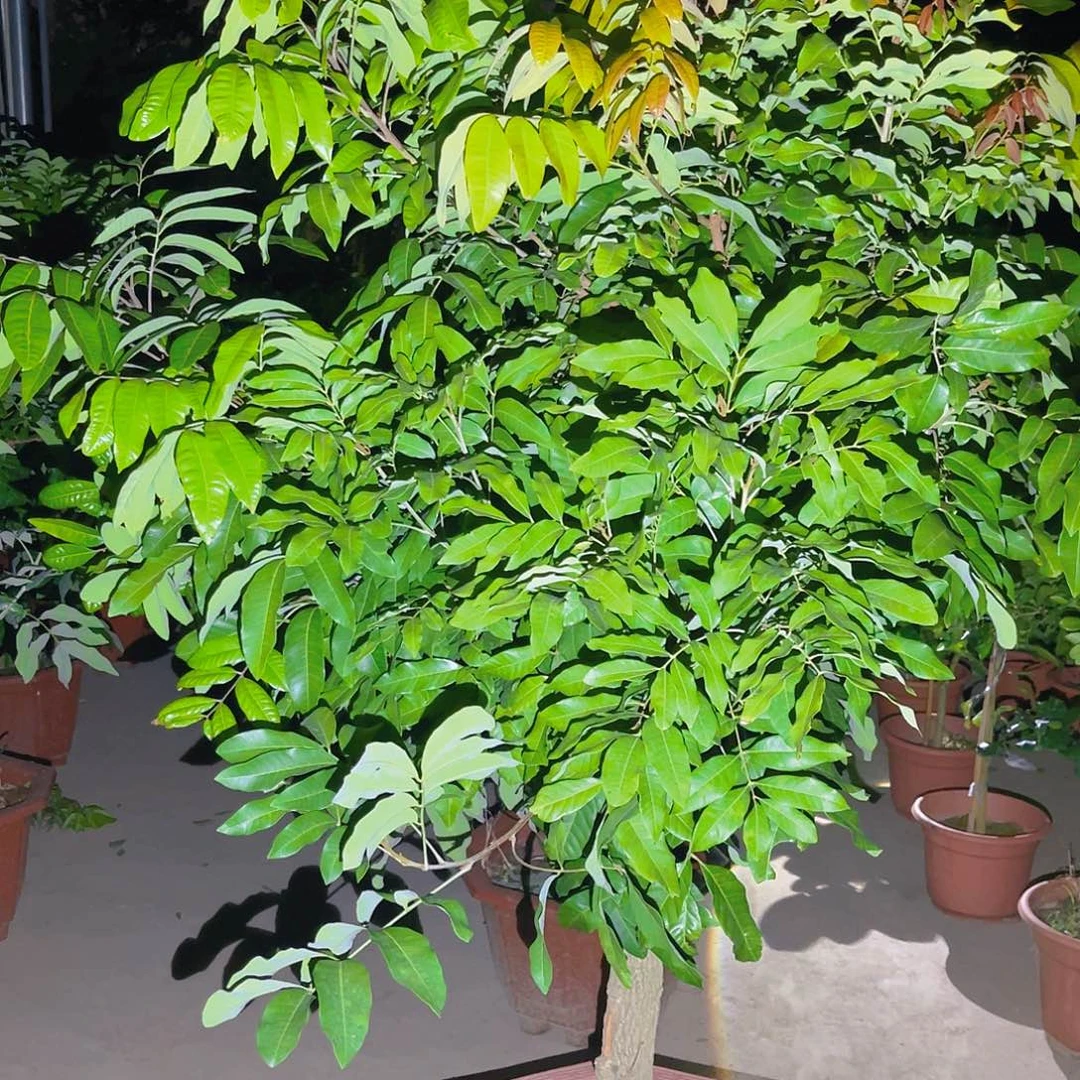 手***5完全开放果树果树111111