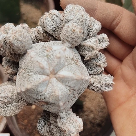 407嗯中清棚特价活动