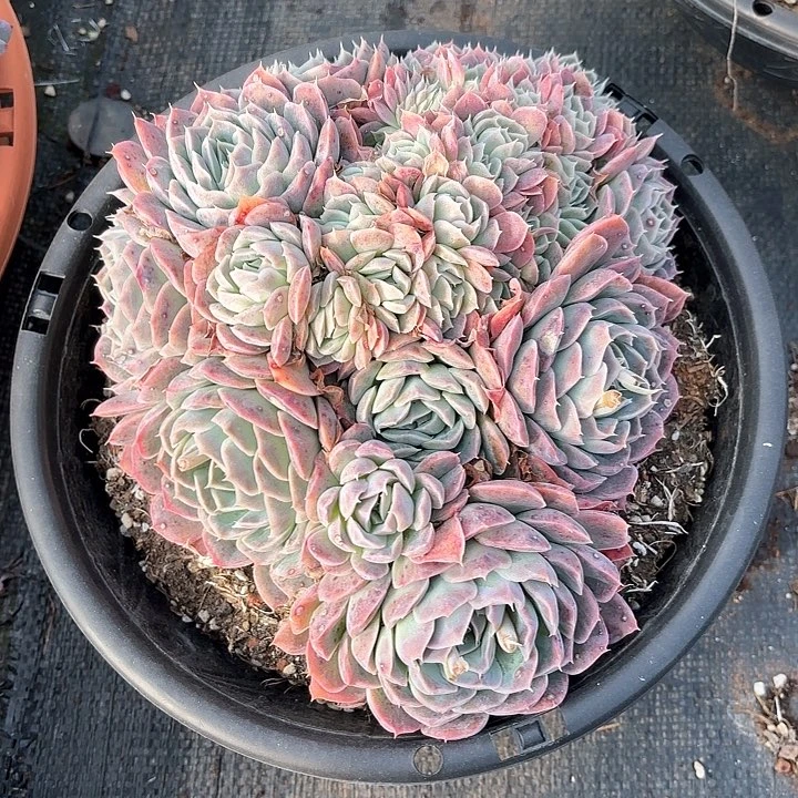 多肉植物，月影缀