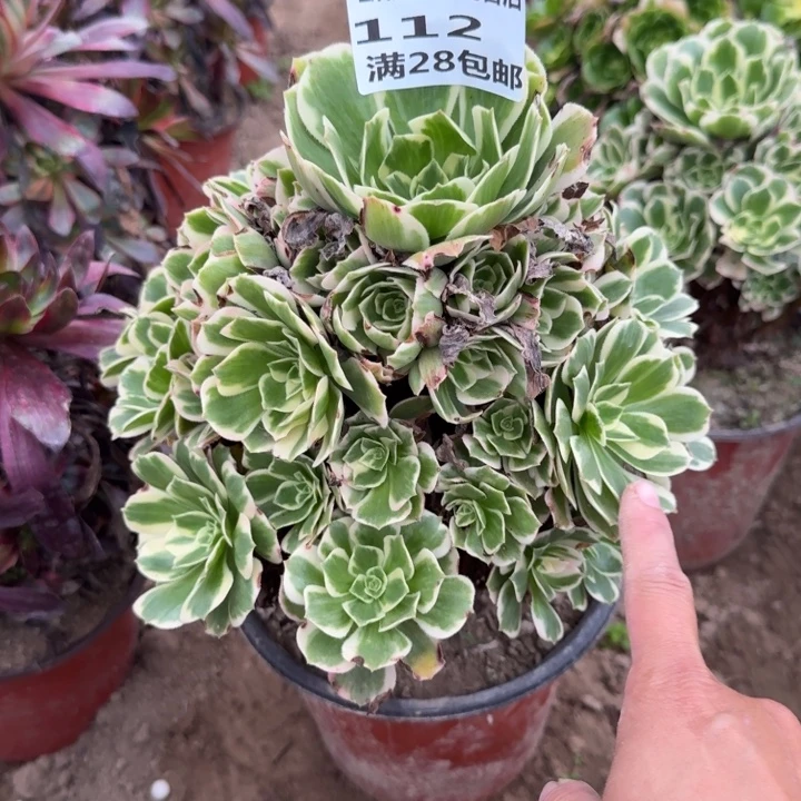 112二号棚迈巴赫多肉B