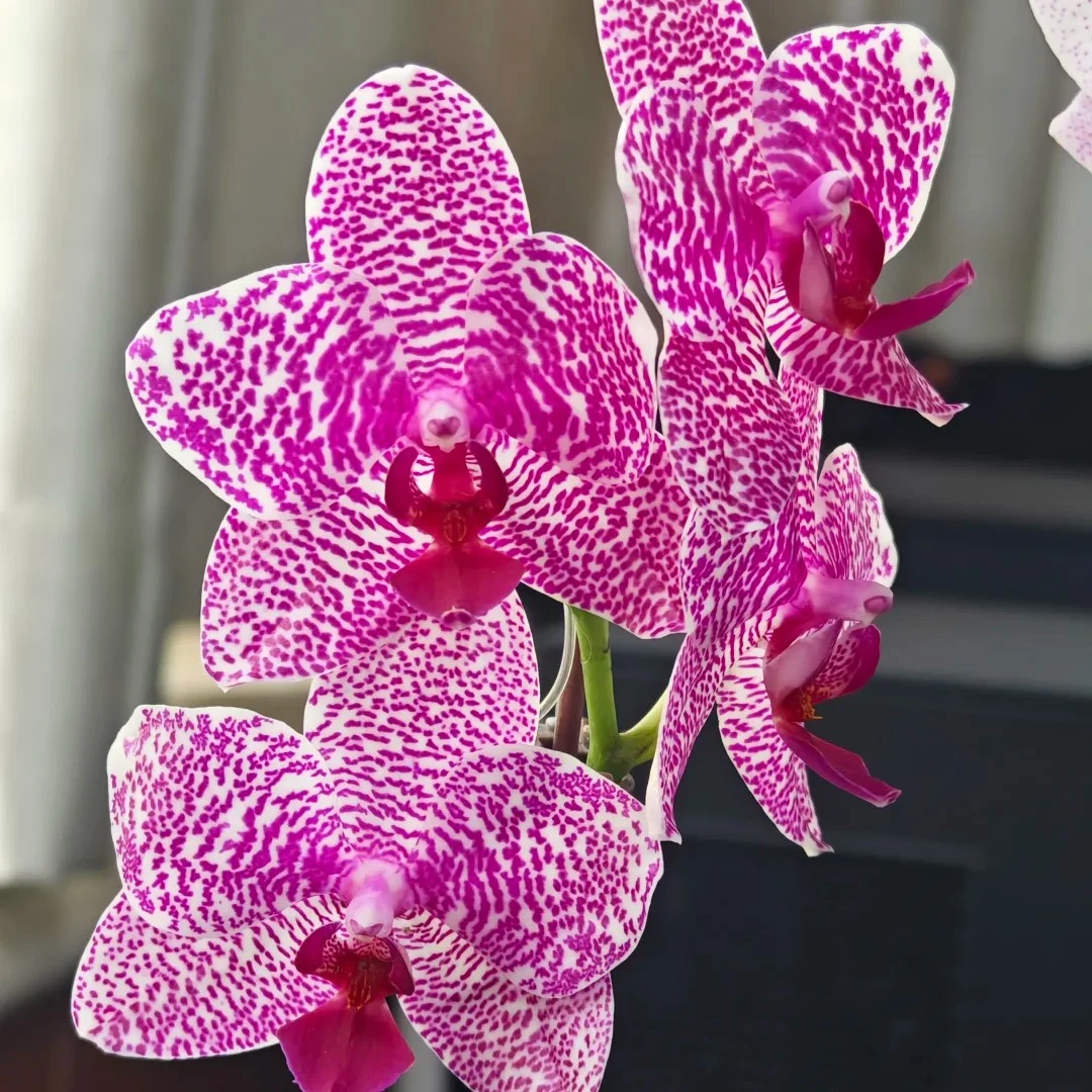 【淘花源记】蜡质花实生苗3.0加高杯带花根系健康一物一拍