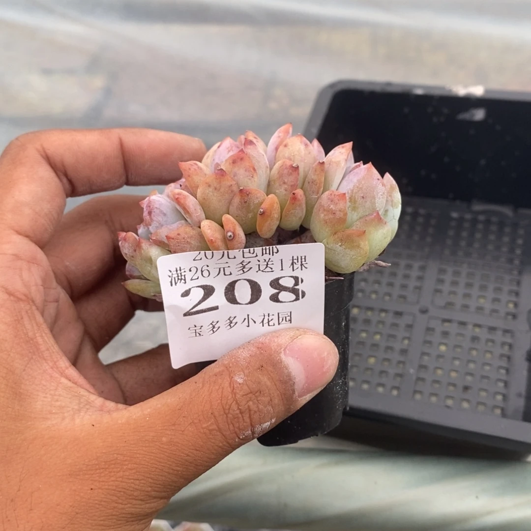 鱼***官208号梦露五头小树一物一拍