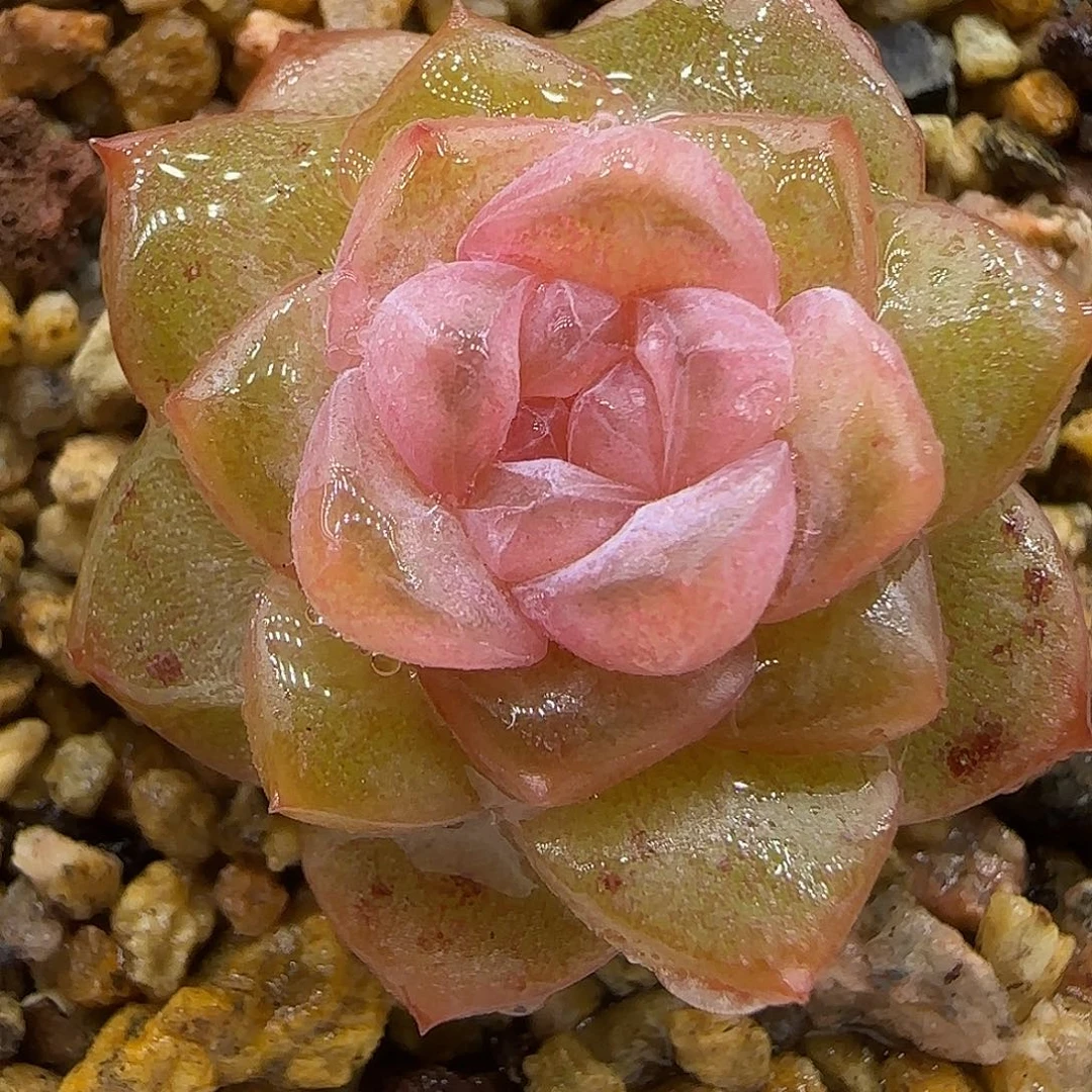 207三公分【满29包邮非偏远】