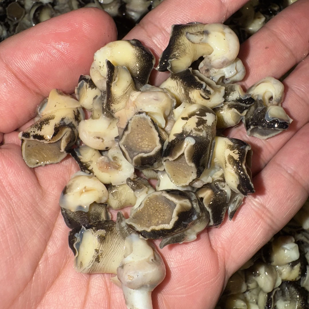 海螺肉  当天上岸 新鲜 现挑