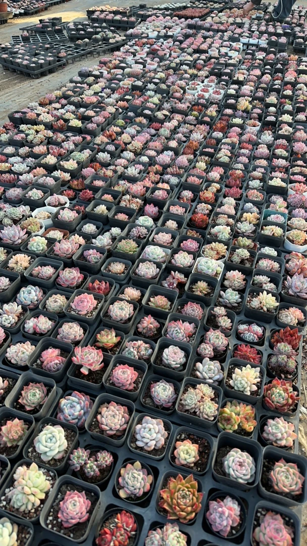 露养多肉植物盆栽套餐24颗脱土