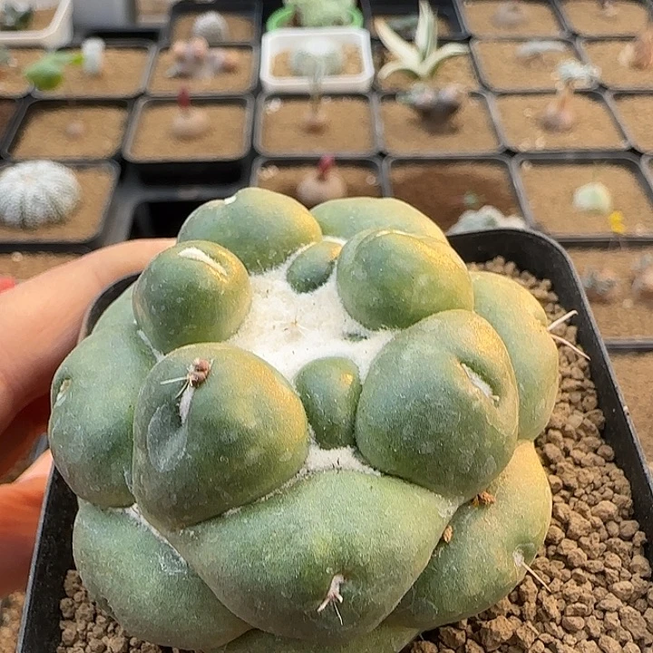 无刺象牙一物一拍……………