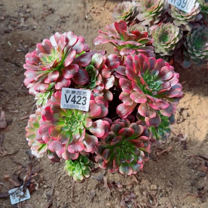 423云姬官服25左右2