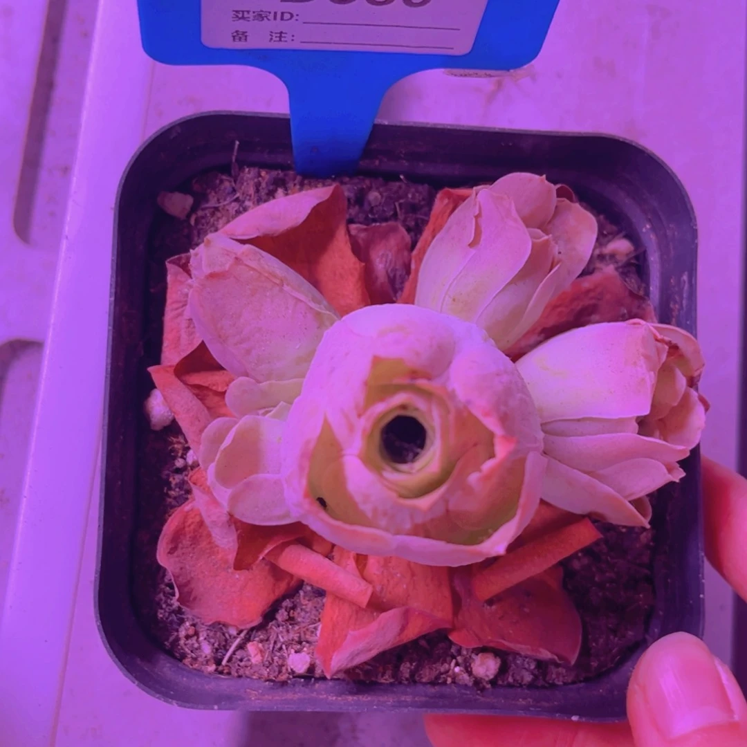 559山地玫瑰粉色