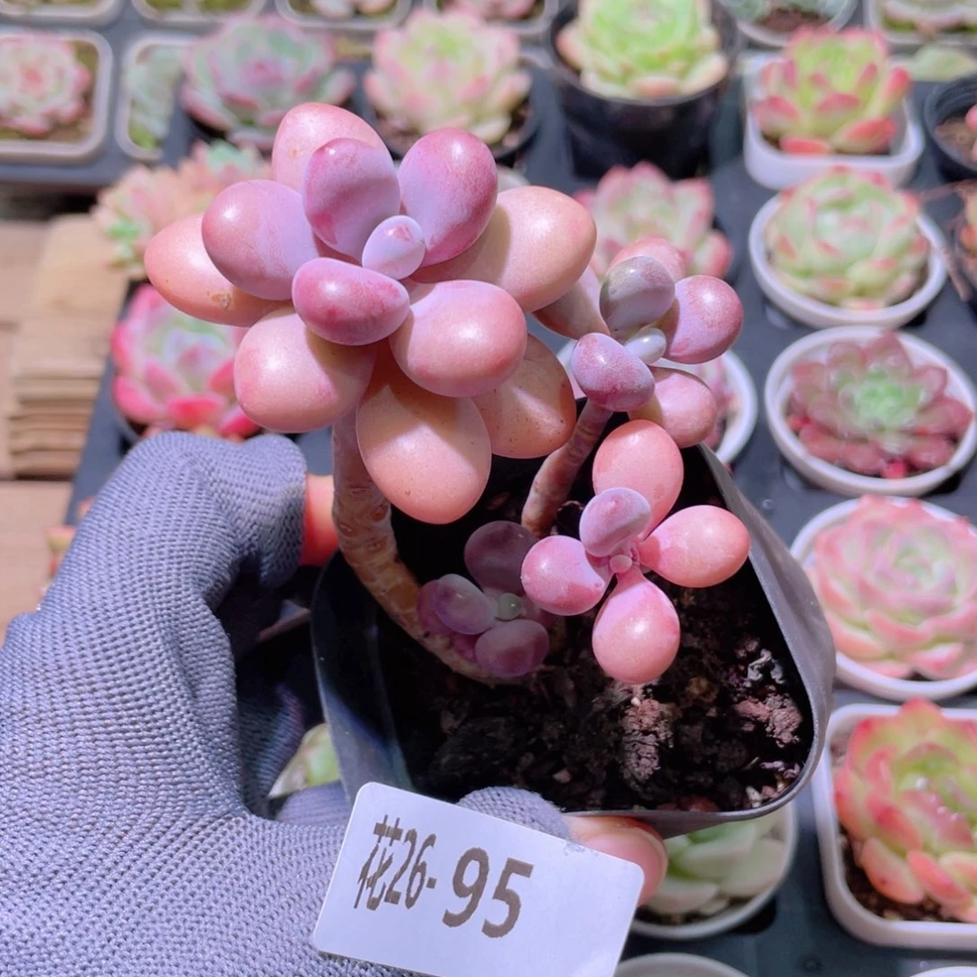 花利美26-95桃蛋
