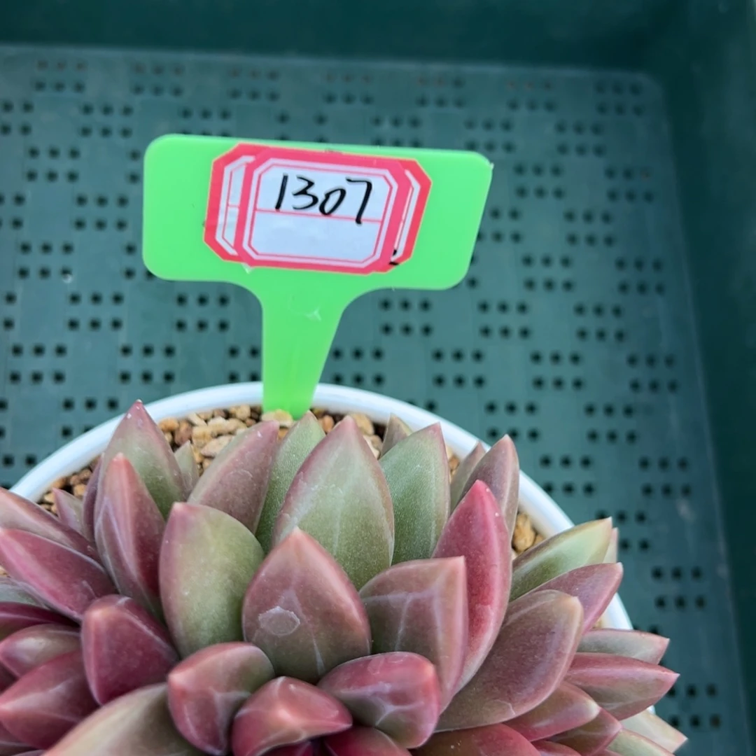 迷雾泡泡大胖头1307