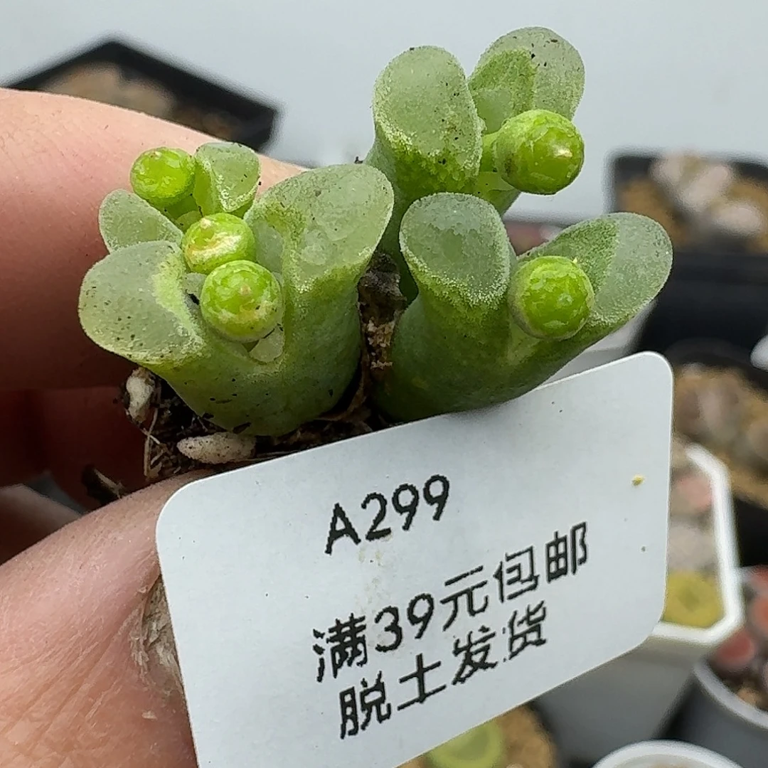 299多肉哈哈哈哈哈哈