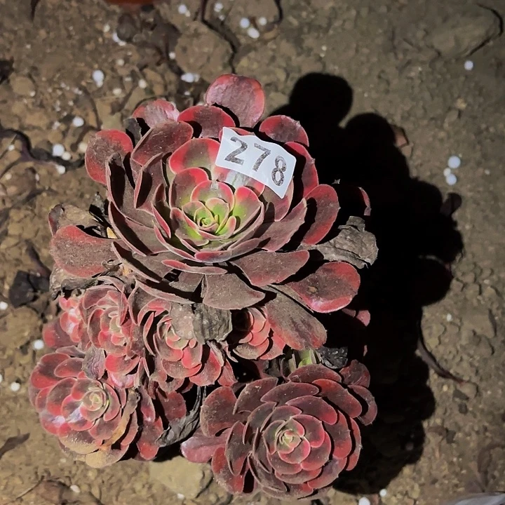278爱神多肉植物不售后