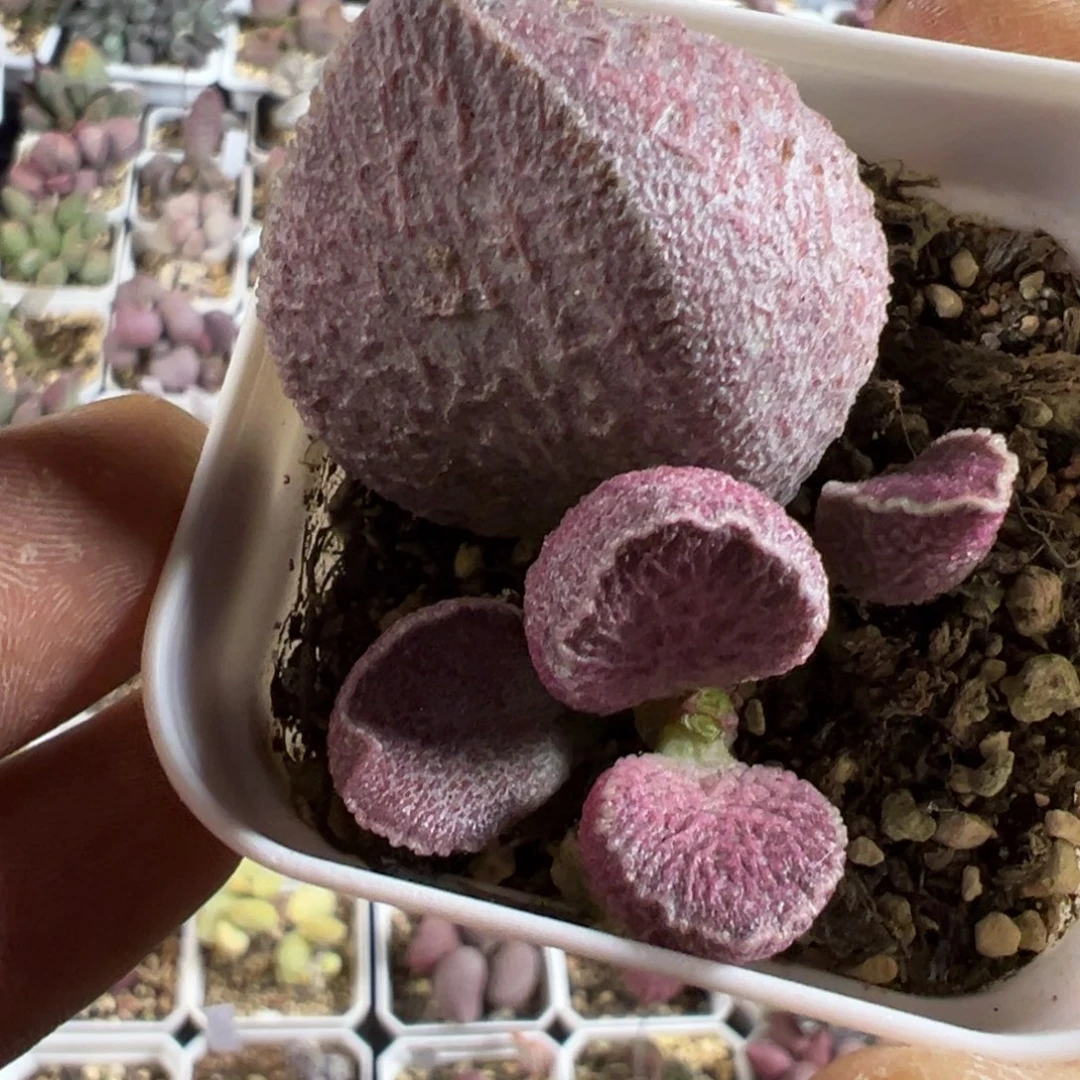 哈默猪肝大胖子多肉植物水泡