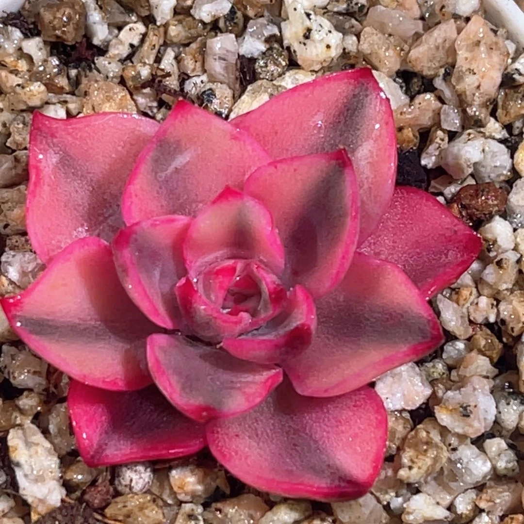 多肉特价赫拉锦1