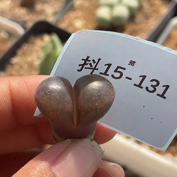 C***寶15-131肉锥多肉植物