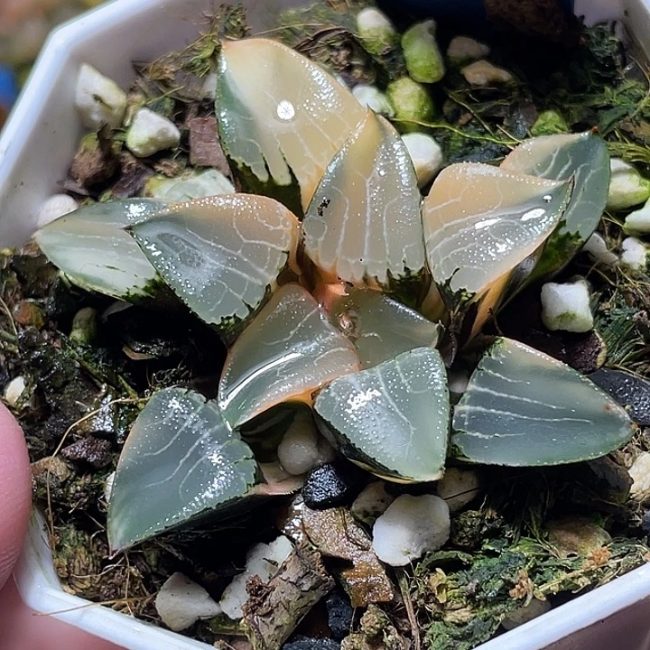 581花影锦特选福利