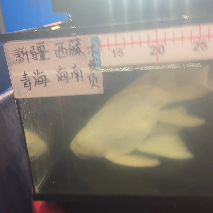 蝴蝶鲤鱼蝴蝶鲤包邮78