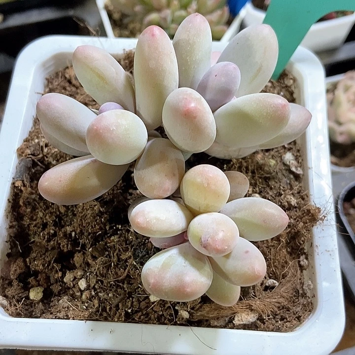 多肉植物彩虹奶516