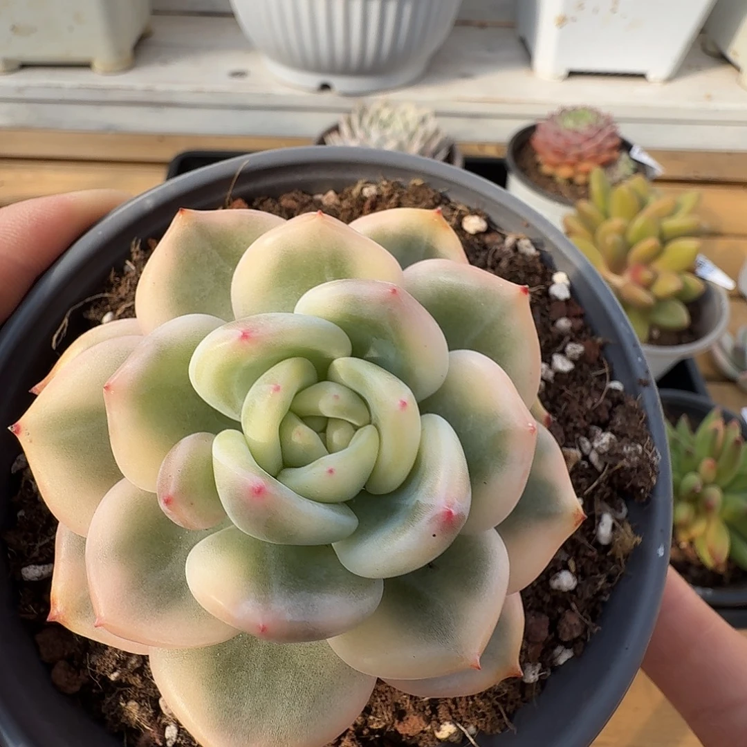 伊丽莎白锦111222-36