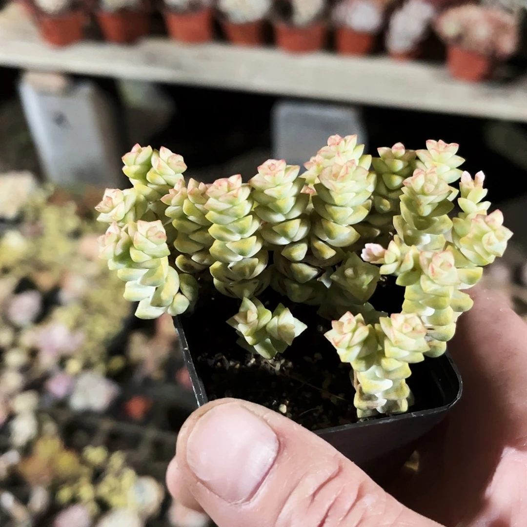 茉***狮246多肉植物提取萃取剂中