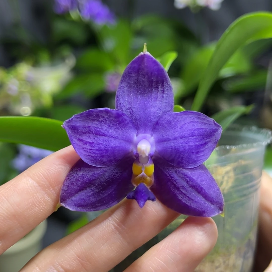 完全开放2.5寸38开花株