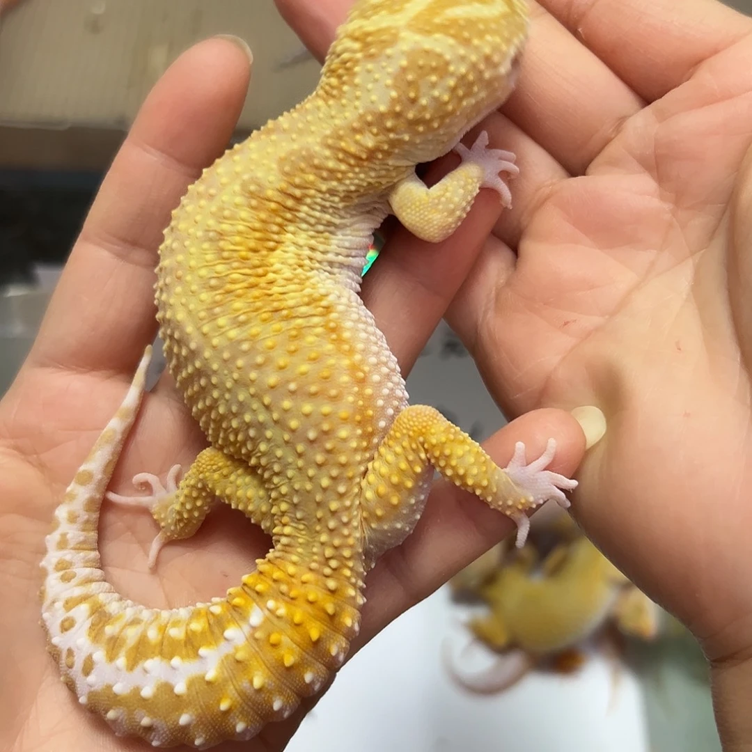 豹纹守宫豹纹守宫