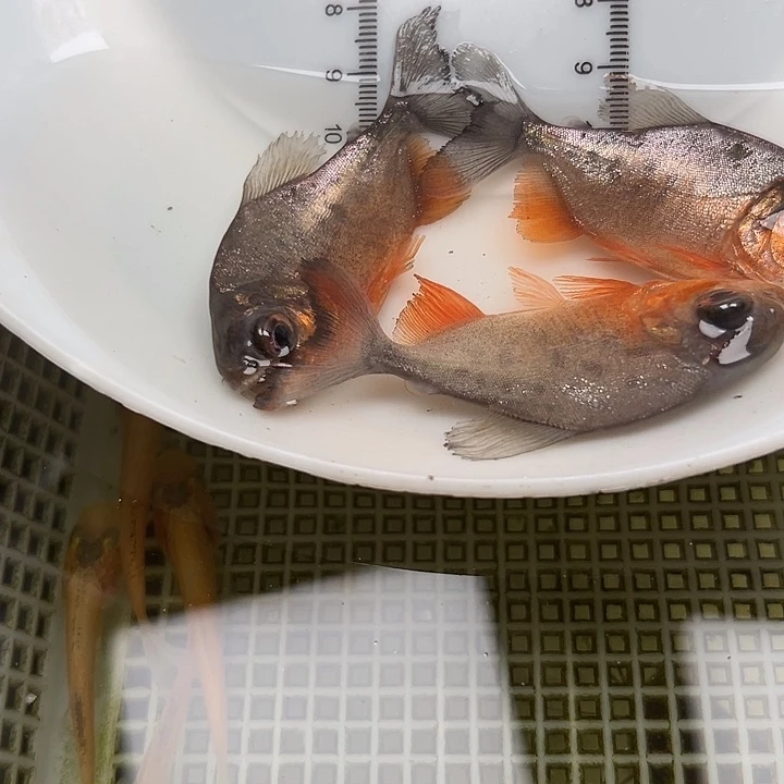 繁殖鱼蟹虾鲳鱼5公分11条