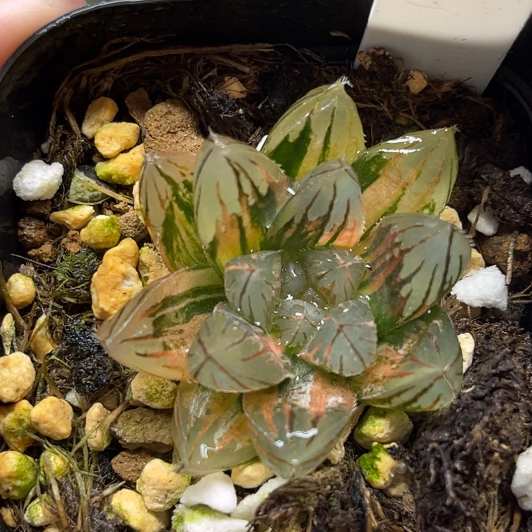 15霓虹灯玉露锦福利专场