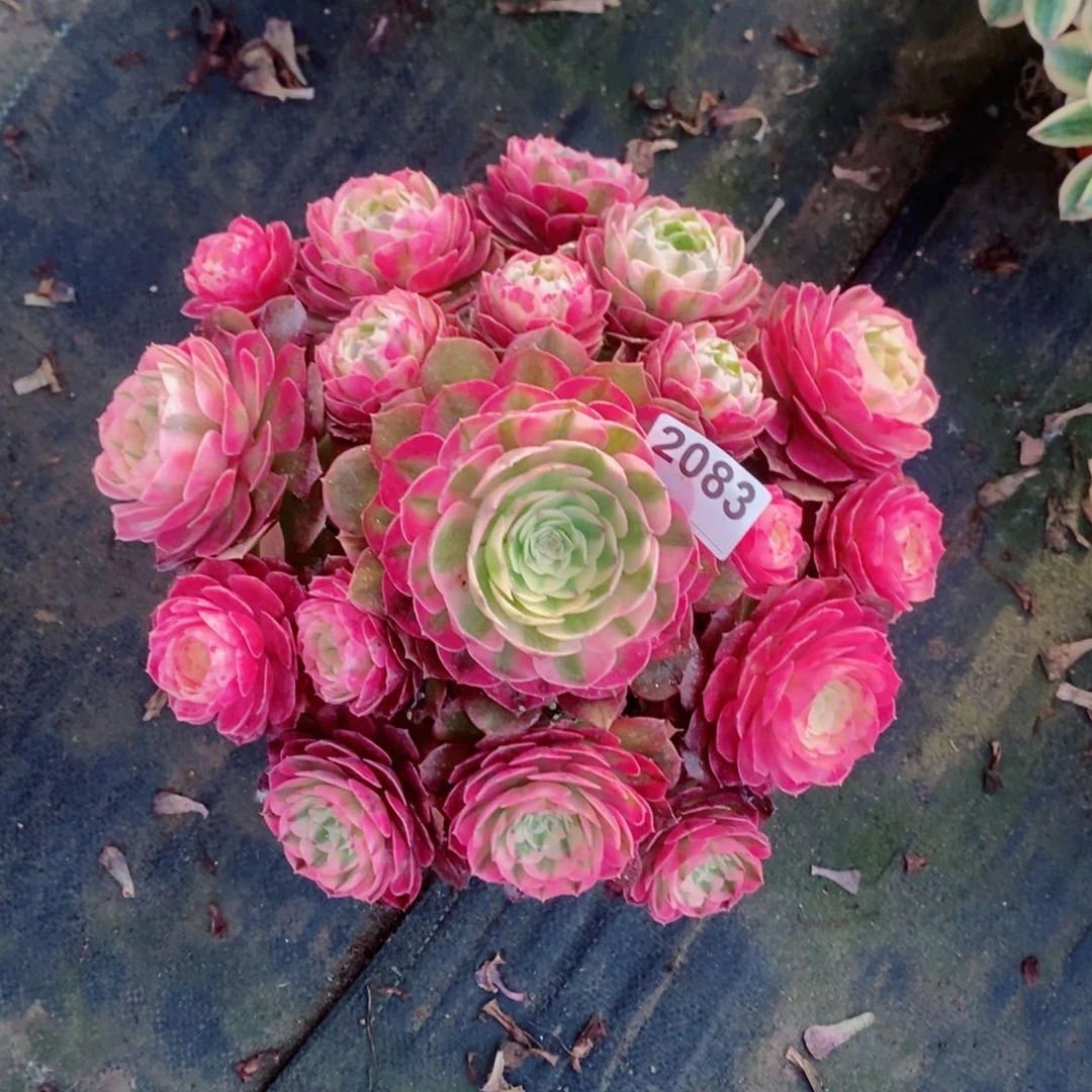 倾城2083多肉28左右冠服