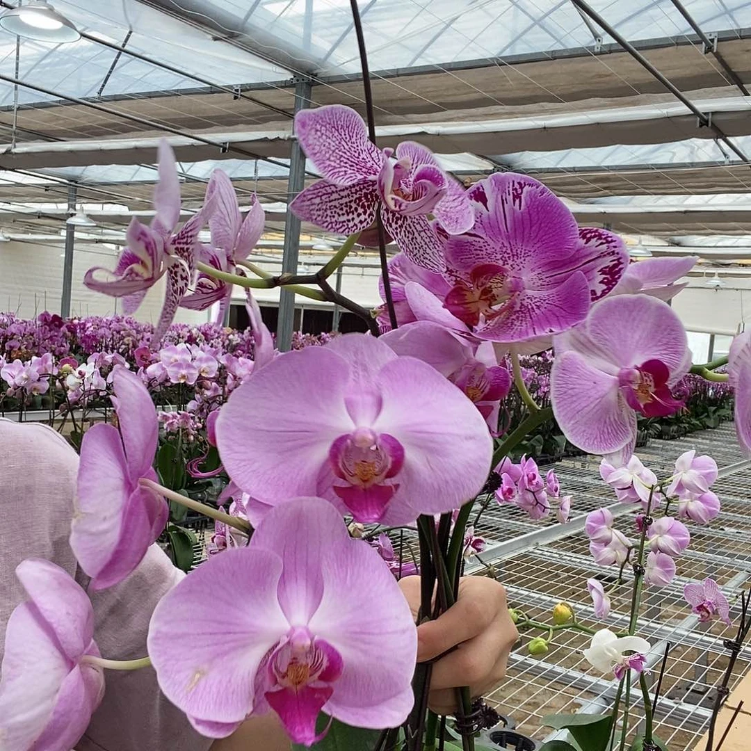 完全开放四颗组合333