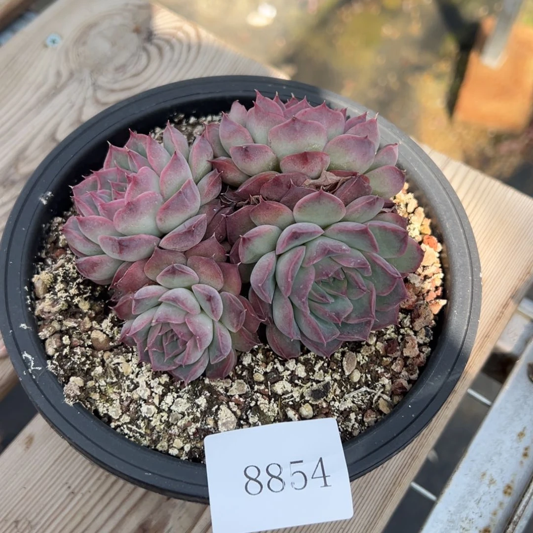 8854多肉多多发发发