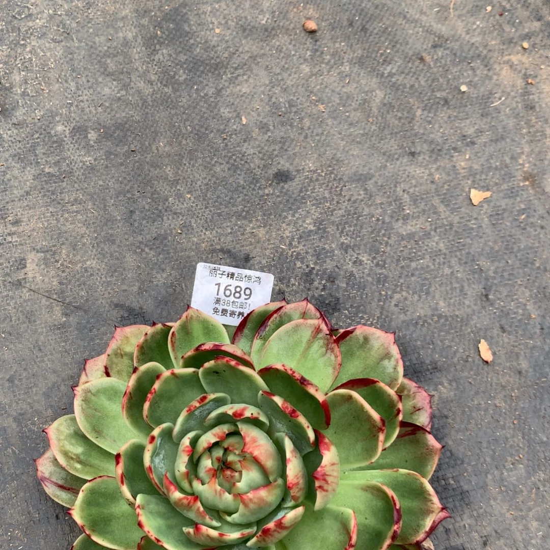 小***包1689号多肉植物，补差价18