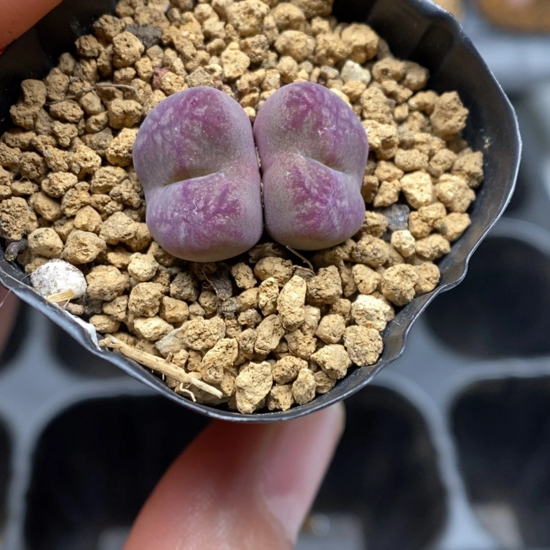 多肉植物肉锥杂交K-5061
