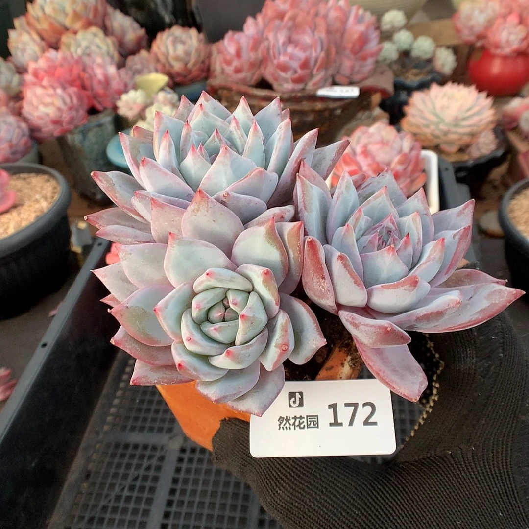 172粉蓝鸟多肉植物6663