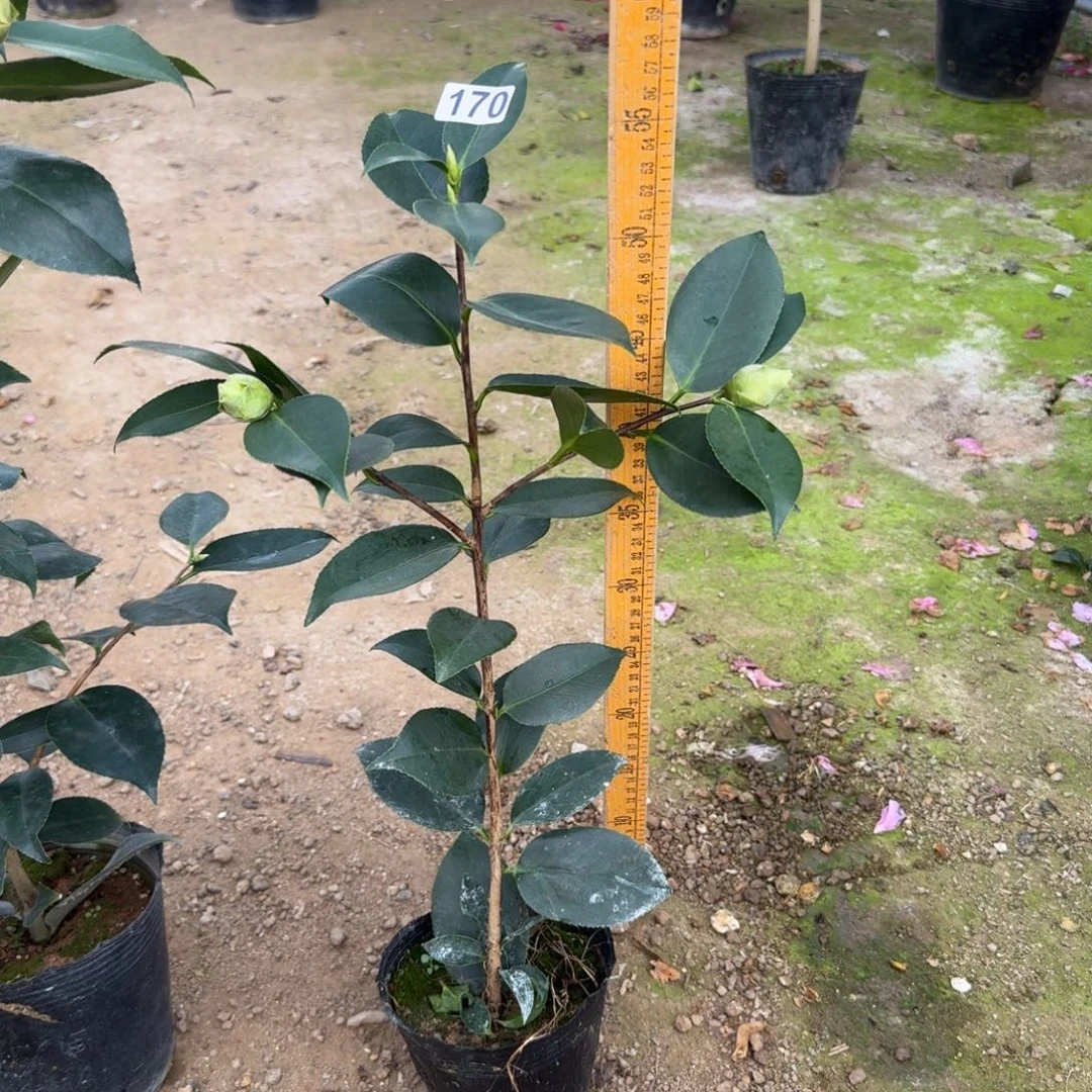 少量花朵（建议范围：2朵-5朵 或40%以下）170绿可娜