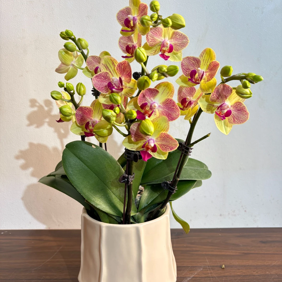 蝴蝶兰【三色鸟】盆栽花卉观花植物室内好养易活四季开花