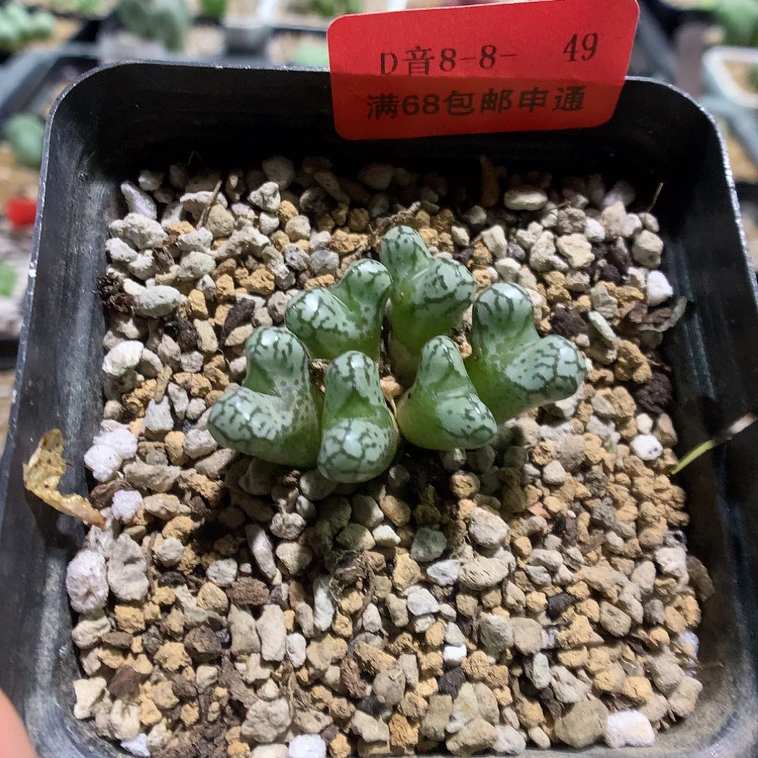 8-8-49 春传一群特60