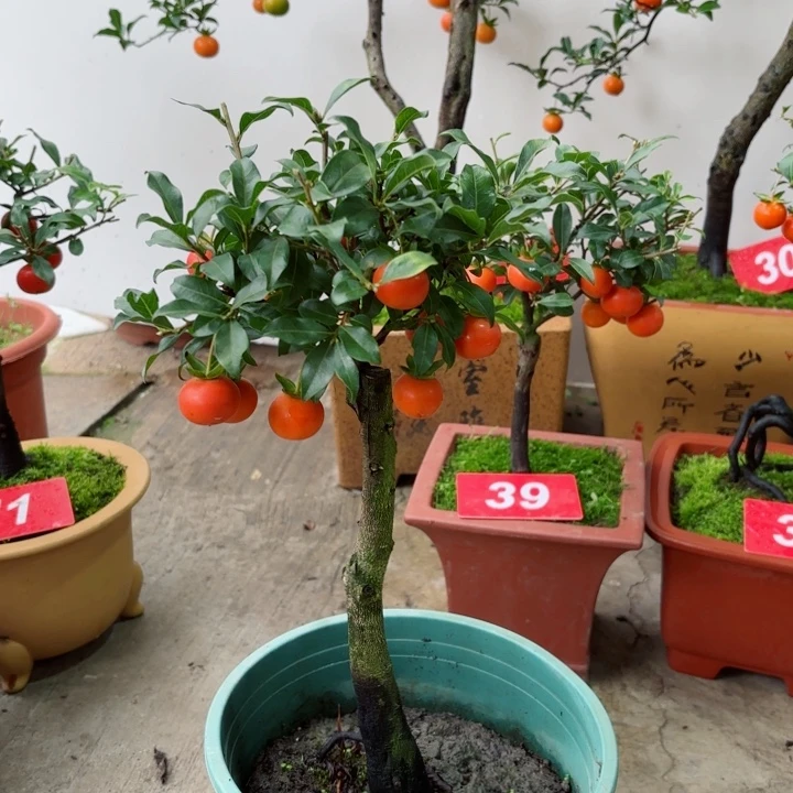 无花朵港*金弹子盆景树