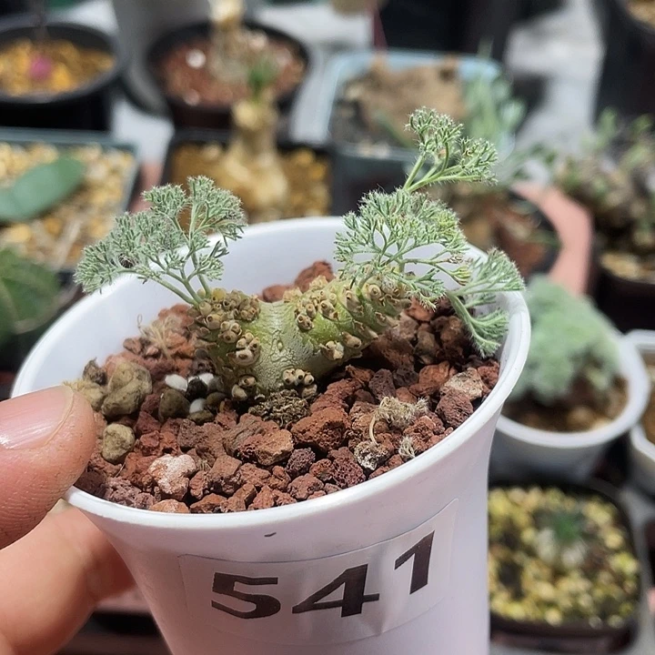 541产地白皮月界块根