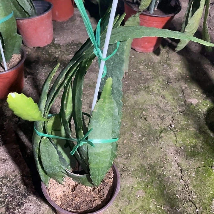 令箭荷花盆栽小粉