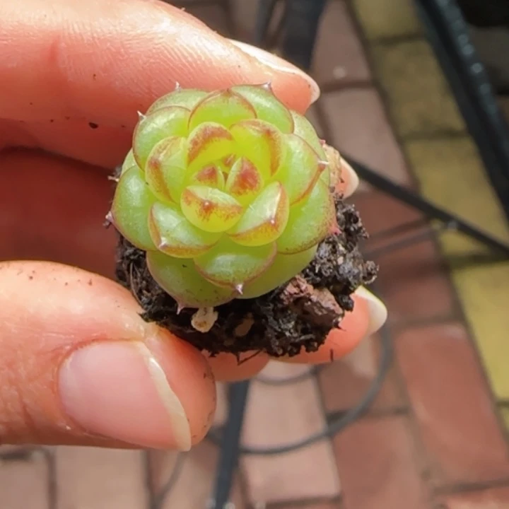 绿水鬼加库存