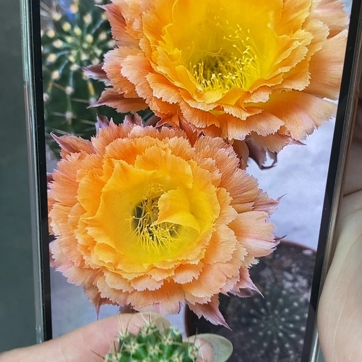 香香橙黄羽毛侧芽2公分左右