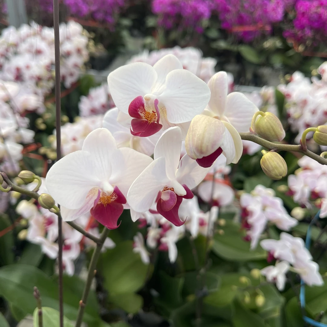 【花之漫】（貂蝉）3.0寸杯双剑蝴蝶兰花卉室内阳台桌面盆栽