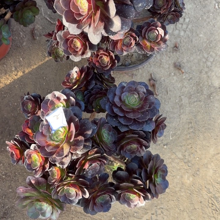 量拍两颗一起有砍母本黑魔14