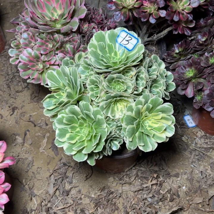 多肉植物迈八赫13